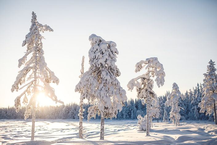Winter trees in Särna